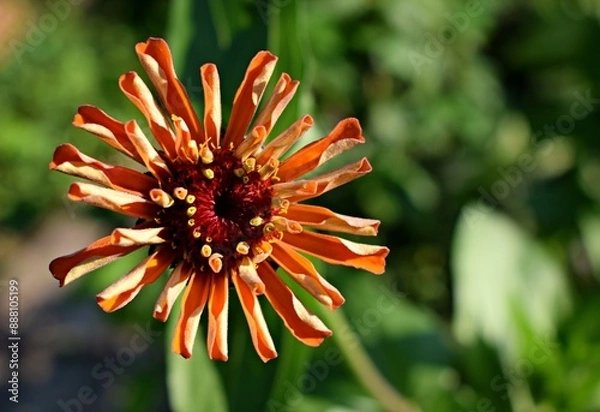 Obraz Close up of a red zinnia flower in the garden. Summer flowers in the garden. The best flower to the garden. Gardening. Beautiful summer flowers.