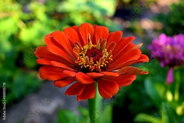 Obraz Close up of a red zinnia flower in the garden. Summer flowers in the garden. The best flower to the garden. Gardening. Beautiful summer flowers.