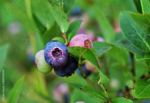 Obraz Blueberry cultivation. Blueberry fruits on the branch. Blueberry ripening