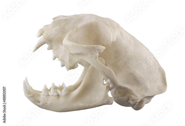Obraz Cat skull isolated on a white background. Focus on full depth.