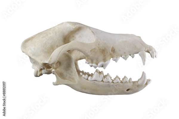 Obraz Skull of dog breed the fox terrier lateral view isolated on a white background. Focus on full depth. Sharp isolation of object.