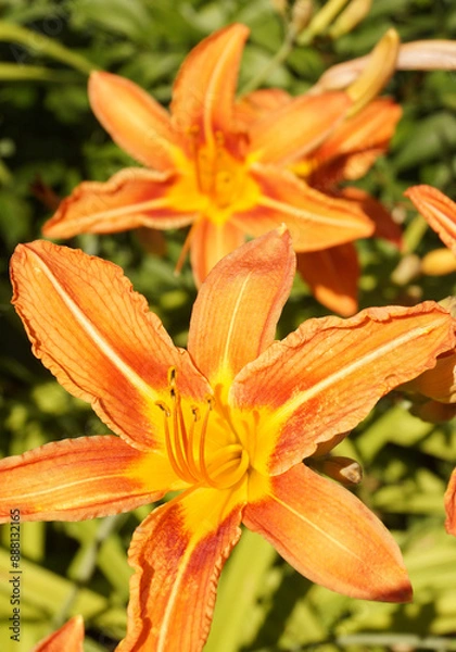 Fototapeta Lily flowers in close-up on a green background