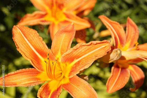 Fototapeta Lily flowers on a green background in the garden