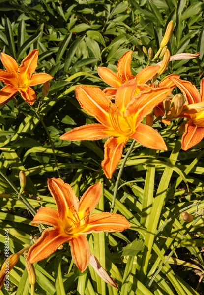 Fototapeta Lily flowers in close-up on a green background