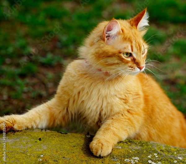 Obraz Orange cat in the forest