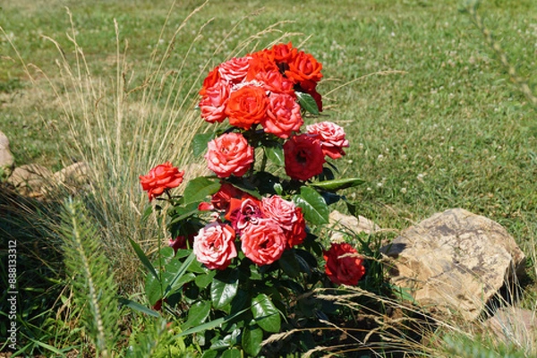 Fototapeta A climbing rose grows in the garden on a flower bed