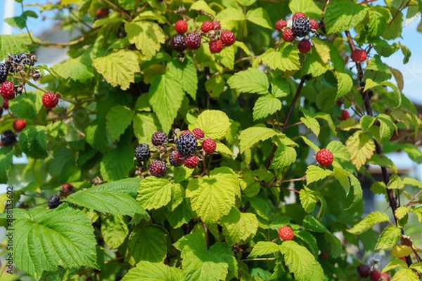 Fototapeta Black bush raspberries are sprouting in the summer garden