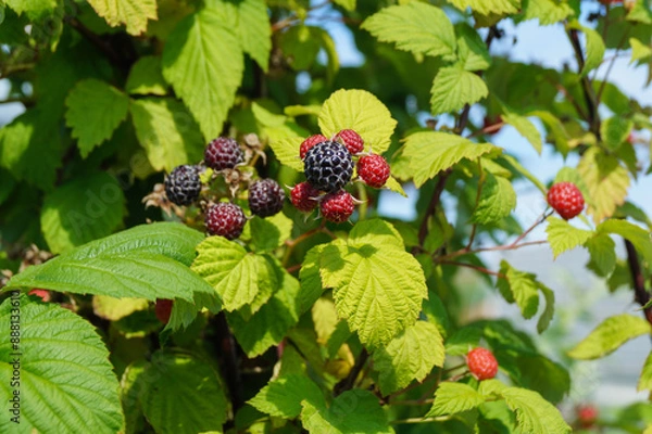 Fototapeta Black bush raspberries are sprouting in the summer garden