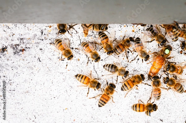 Fototapeta Marked queen honey bee surrounded by worker bees walking into hive 