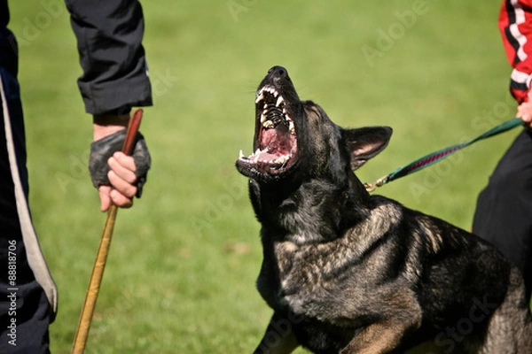 Obraz German shepherd in bitework