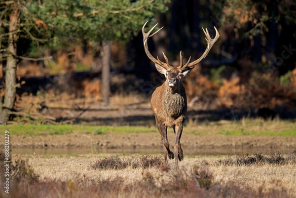 Fototapeta Red deer stag in the rutting season showing dominant bahaviour in the forest of National Park Hoge Veluwe in the Netherlands