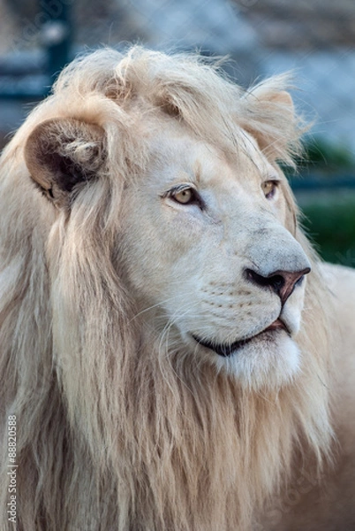 Obraz White lion portrait 02