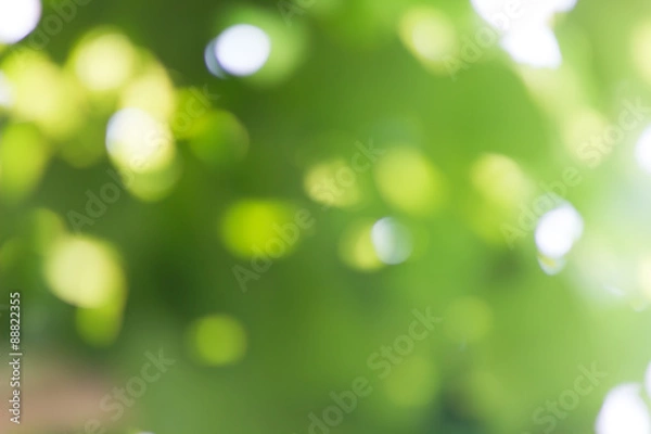 Obraz Natural green blurred and bokeh background,Abstract backgrounds.
