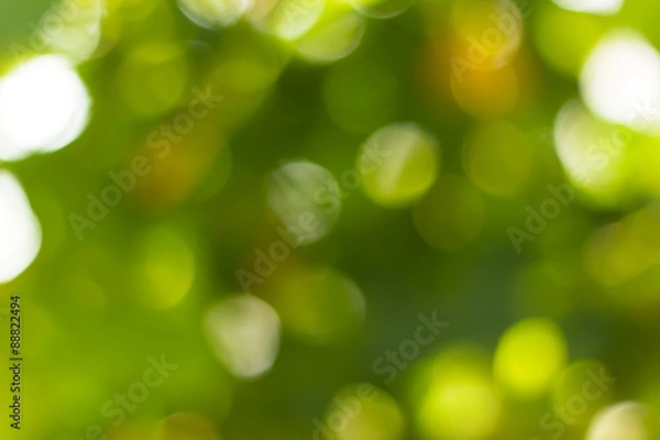 Obraz Natural green blurred and bokeh background,Abstract backgrounds.