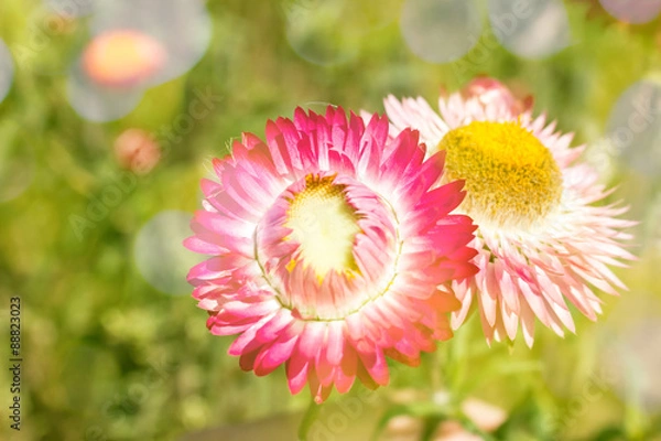 Obraz Beautiful flowers background with color filters, Soft focus