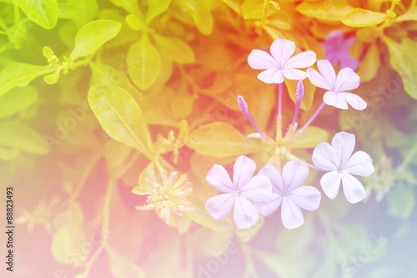 Obraz Beautiful flowers background  with color filters, Soft focus