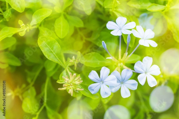 Obraz Beautiful flowers background  with color filters, Soft focus