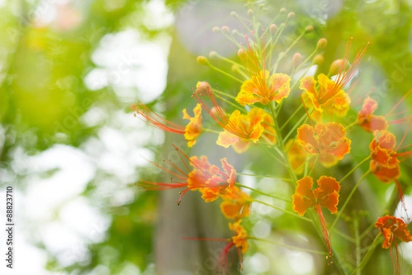 Obraz Beautiful flowers background  with color filters, Soft focus