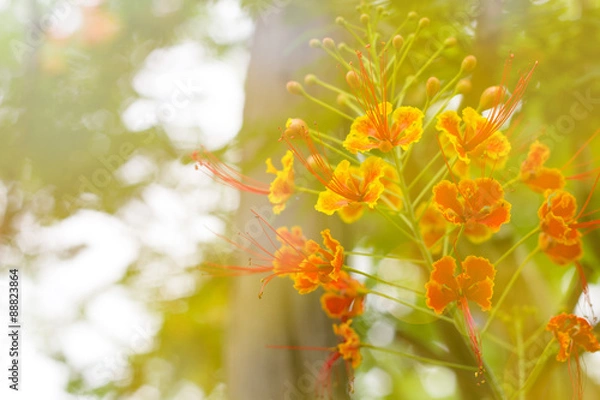 Obraz Beautiful flowers background  with color filters, Soft focus