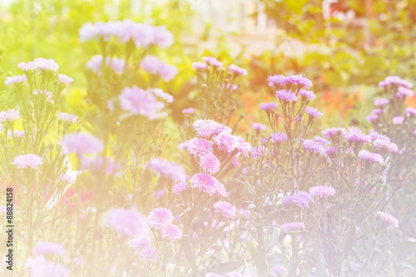 Obraz Beautiful flowers background  with color filters, Soft focus