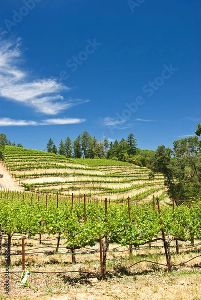 Obraz Vineyards in Napa, California