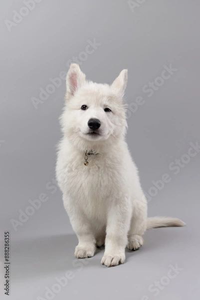 Obraz Close-up of White Swiss Shepherd puppy looking at the camera, isolated on grey.
