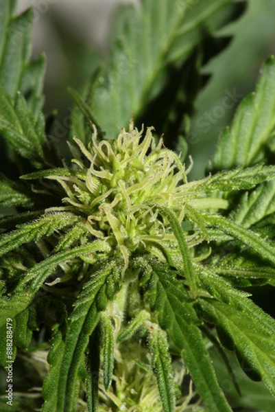 Fototapeta Cannabis blossom close up modern high quality print medical marihuana super lemon haze family cannabaceae big size instant download stock photography