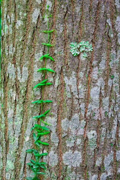 Obraz Textura de casca de arvore