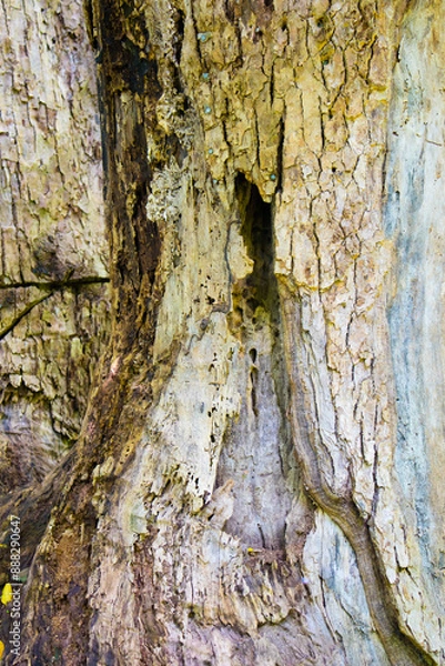 Obraz Textura de casca de arvore