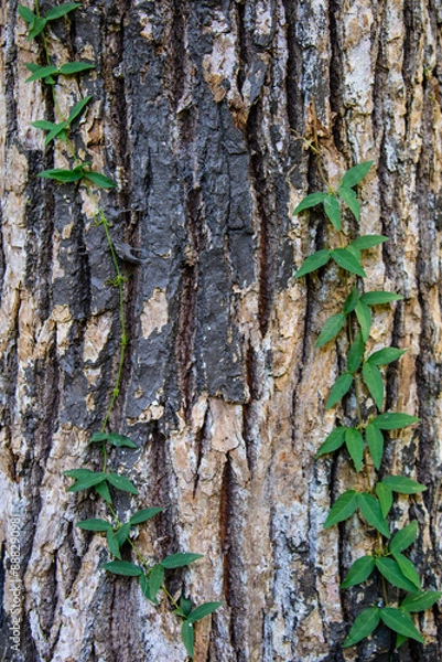 Obraz Textura de casca de arvore