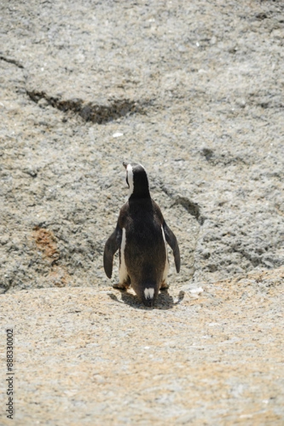 Fototapeta Adult Black-footed Penguin seen from behind, perched on seaside rock