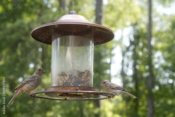 Obraz Bird at the Feeder