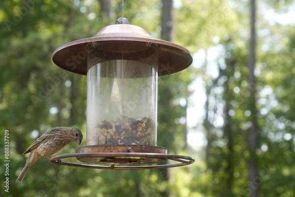 Obraz Bird at the Feeder