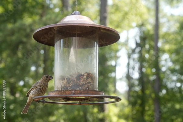 Obraz Bird at the Feeder