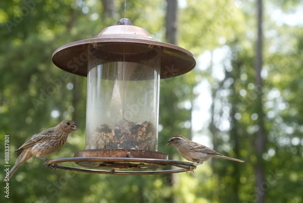 Obraz Bird at the Feeder
