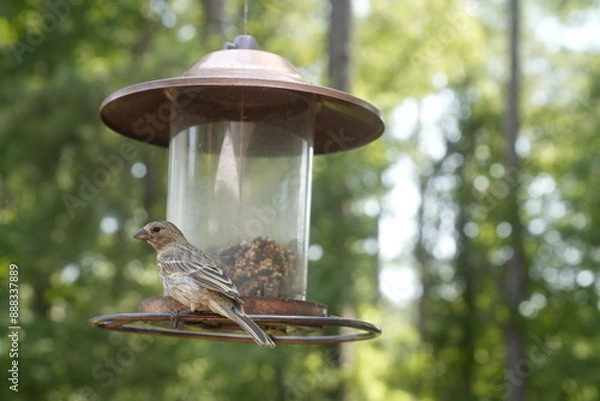Obraz Bird at the Feeder