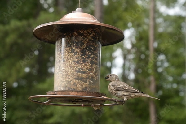 Obraz Bird at the Feeder