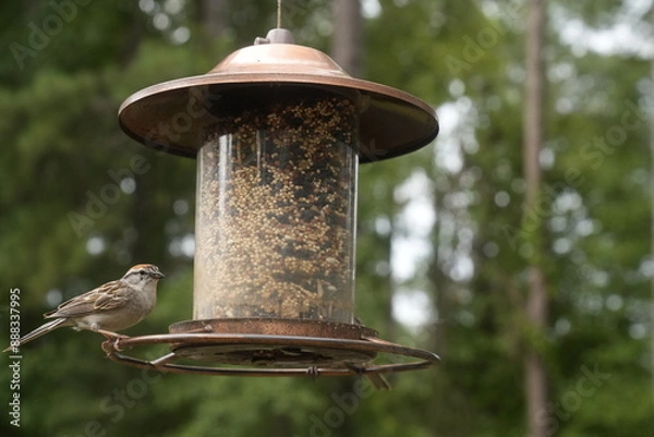 Obraz Bird at the Feeder