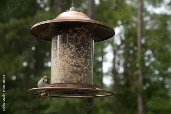 Obraz Bird at the Feeder