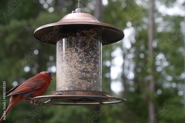 Obraz Bird at the Feeder