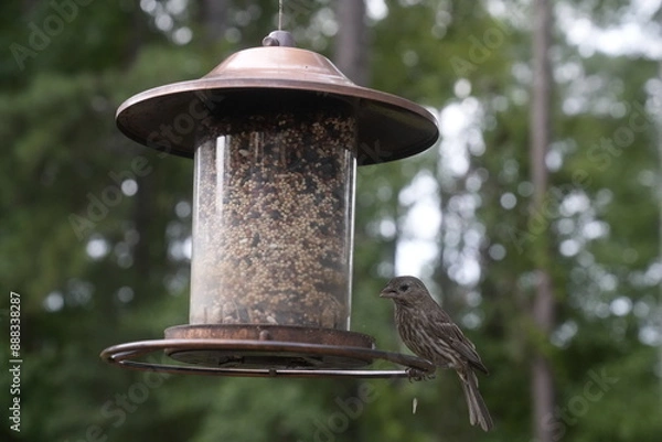 Obraz Bird at the Feeder
