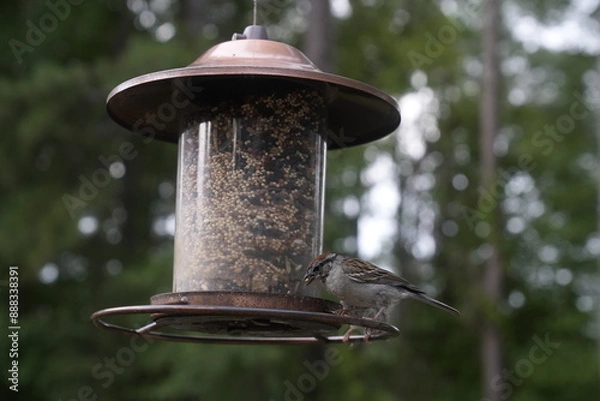 Obraz Bird at the Feeder