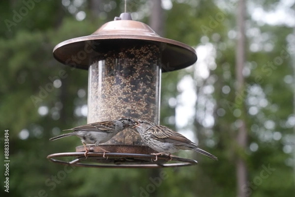 Obraz Bird at the Feeder