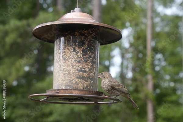 Obraz Bird at the Feeder