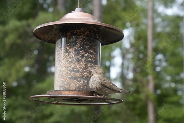 Obraz Bird at the Feeder