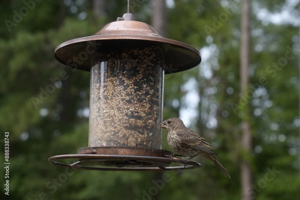 Obraz Bird at the Feeder