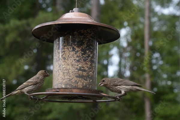 Obraz Bird at the Feeder