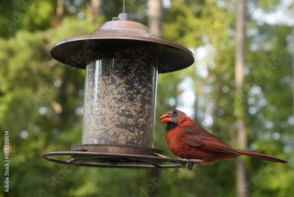 Obraz Bird at the Feeder