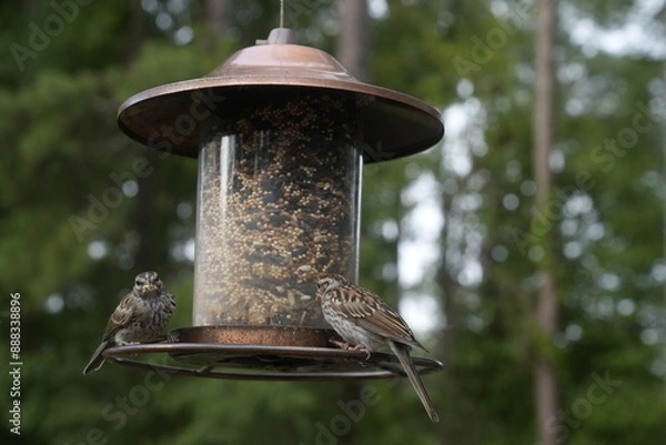 Obraz Bird at the Feeder