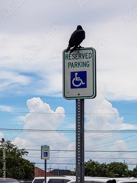Obraz BIRD ON A PARKING LOT SIGN